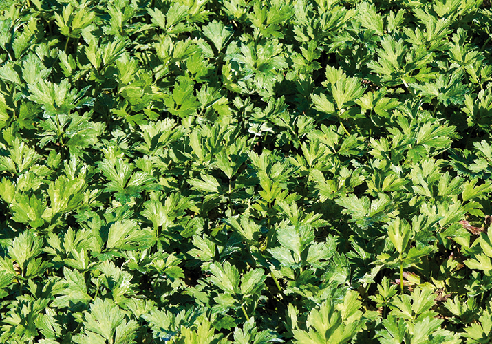 Kriechender Hahnenfuss Mauvaises Herbes | Maag Turf Switzerland